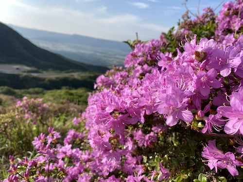 阿蘇の仙酔峡にミヤマキリシマを見に行ってみると