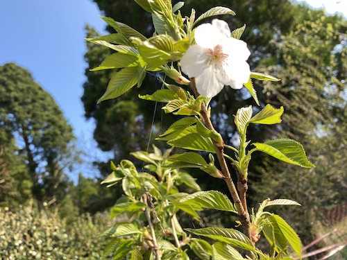 １輪の桜
