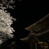 阿蘇神社の夜桜