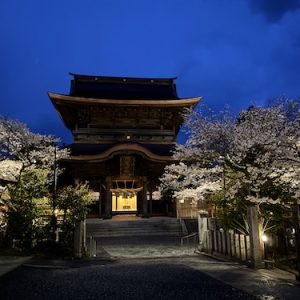 阿蘇神社の夜桜２０２５