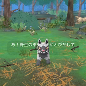 ポチエナを捕まえる